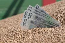 Pieniądze w ziarnie pszenicy