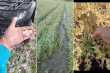 Pomoc dla rolników po anomaliach pogodowych