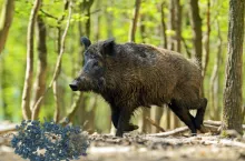 Niebieskie mięso dzików: co to oznacza dla myśliwych i rolników? [FOTO]