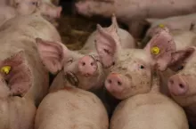 We wrześniu ARiMR uruchomi nabór wniosków dla producentów świń.