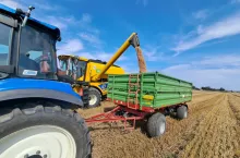 Choć dobrej jakościowo pszenicy nie wymłócimy w Polsce dużo, jej ceny są obecnie pod presją zbóż paszowych, w tym zapowiadanych dobrych zbiorów kukurydzy