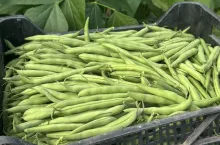 Zielona fasolka szparagowa