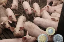 Ceny świń na początku sierpnia 2025 [SONDA]