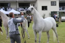 47. Narodowy Pokaz Koni Czystej Krwi Arabskiej w Janowie Podlaskim