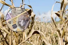 susza, susza rolnicza 2025, wypłata pieniędzy