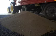 Zboże na koszu zasypowym