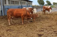 bydło mięsne krowy