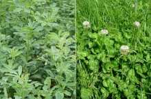 Wapnowanie użytków zielonych: kiedy i jak je wykonać? Praktyczne wskazówki