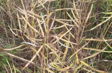 Kwestią sporną są szkody spowodowane przez grad w rzepaku