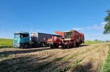 Zbiór buraka już trwa