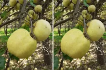 Stare odmiany jabłoni idealne na przetwory. Które posadzić?