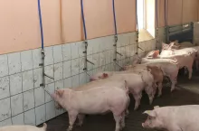 Skuteczność podawania różnych substancji aktywnych poprzez wodę, zależy w dużym stopniu od jej jakości, która wpływa na rozpuszczalność i stabilność związków czynnych