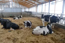 Optymalna obsada, miękkie podłoże dla wszystkich krów i w każdym czasie, wystarczająca ilość światła, świeżego powietrza i poideł oraz spokojny, bezstresowy dój to najważniejsze zasady utrzymania, dzięki którym ograniczymy możliwość pojawienia się stresu