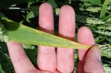 Groźny wirus rozprzestrzenia się w Polsce. Już 10 województw zagrożonych