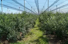 Borówki zabezpieczone siecią przed gradem i nawalnym deszczem