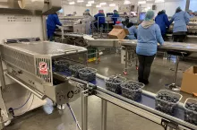 Przygotowywanie borówek do sprzedaży
