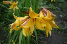 Liliowce od wieków uprawiane są w Chinach, Japonii, Korei i na Kaukazie 