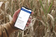 smartfon w dłoni na tle wysuszonego zboża