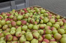 jabłka przemysłowe
