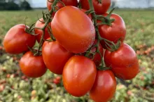 Pomidory gruntowe