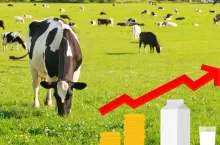 Podlasie płaci najlepiej za mleko. Zobacz, gdzie rolnicy dostają najmniej