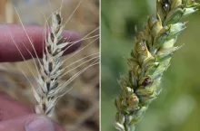 Pszenica zaatakowana śniecią