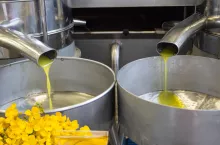 Najgorszy wynik od 3 lat. Co się dzieje z polskim rzepakiem?