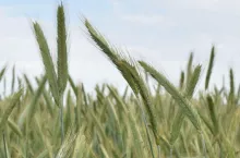 Planujesz siew na słabych glebach? Eksperci mówią jasno: wybór jest jeden