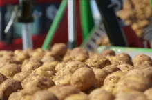 Transport ziemniaków