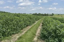 Plantacja porzeczki czarnej