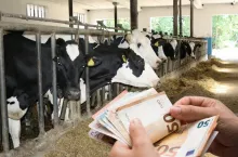 Gdzie spadła produkcja mleka, a gdzie wzrosła? Polska zaskakuje