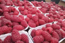 Maliny przygotowane do sprzedaży na świeżym rynku