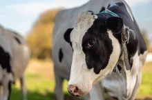 Ranking największych mleczarni na świecie. Kto wiedzie prym?