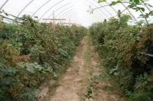 uprawa jeżyn, jeżyny w tunelu, stacja Boryna