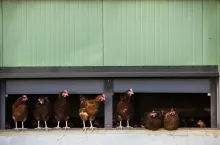 Kurczaki z wolnego wybiegu wychodzące z kurnika.