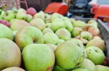 jabłka przemysłowe