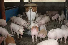 Jakie są ceny świń w Polsce?