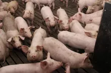 ASF pustoszy Estonię. Dramat hodowców narasta