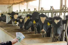 Top 20 największych mleczarni na świecie. Kto na podium?