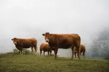 Choroba niebieskiego języka w Polsce. Czy strefy BTV znikną?