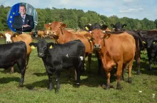 Krowy mięsne na pastwisku – symbol obaw europejskich rolników związanych z importem wołowiny z krajów Mercosuru. W lewym górnym rogu wstawiono zdjęcie komisarza UE ds. handlu Marosza Szefczowicza, który ogłosił, że Komisja wprowadzi limity i monitoring importu.