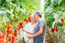 Producenci pomidorów w szklarni