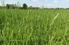 nawożenie, nawożenie łąki, łąka, agrotechnika łąka