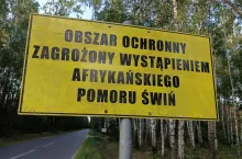 ASF na ogromnej fermie świń. Kolejny kraj ma poważne kłopoty!