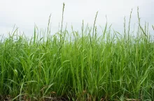 Dla utrzymania wysokiego udziału szlachetnych traw i bobowatych drobnonasiennych w poroście ważny jest termin i wysokość koszenia ostatniego pokosu. Jesień trzeba wykorzystać na pielęgnację TUZ, stosowanie wapna, nawożenie obornikiem i nawożenie mineralne nie tylko fosforem i potasem, ale także magnezem, siarką, sodem i mikroelementami