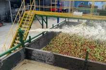 jabłka przemysłowe