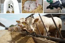 Dobrostan zwierząt 2025: o jakich terminach musi pamiętać rolnik, żeby nie stracić dopłat?