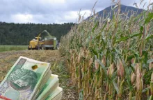 Ceny usług rolniczych we wrześniu 2025. Ile za koszenie kukurydzy, a ile siew?