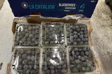 Borówki z oferty SFI