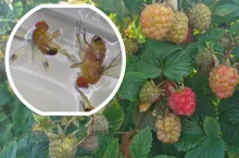 muszka plamoskrzydła